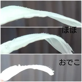 ワックスのお家サロン Rimmelのエステ・リラクイメージ