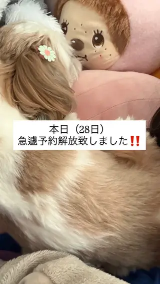 ミディアム カラー 韓国透明感🇰🇷 SAKURAのヘアスタイル