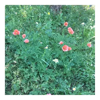 かみじょう ゆうこのヘアスタイル