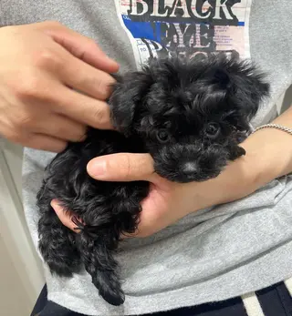 ミディアム カラー パーマ ヘアアレンジ メンズ 🩷Eny terrace🩷のヘアスタイル