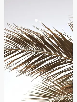 マツエク・マツパ ｓａｋｕｒａ .のマツエク・マツパデザイン