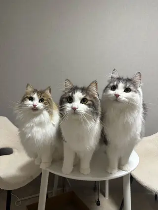 ネイル Nailsalon enju 新大阪店所属・enju rina🦋のネイルデザイン