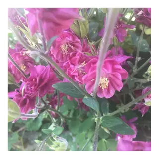 かみじょう ゆうこのヘアスタイル