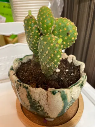 田川 美熙のエステ・リラクイメージ