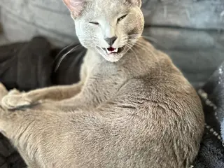 ショート カラー パーマ ヘアアレンジ メンズ キッズ ネイル マツエク・マツパ アイブロウ アニメ,Vオタク× 即効痩せエステサロンのエステ・リラクイメージ