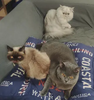 癒し空間 もふもふのエステ・リラクイメージ