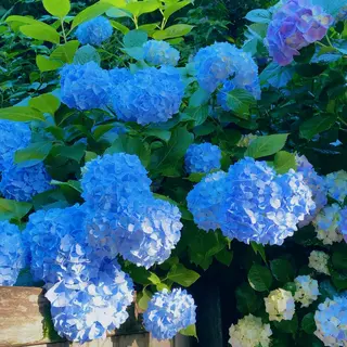 パーマ マツエク・マツパ アイブロウ 神山 ビューティー・アイのマツエク・マツパデザイン