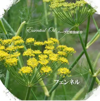 香りの家ローズマリー 🌿アロマリンパのエステ・リラクイメージ