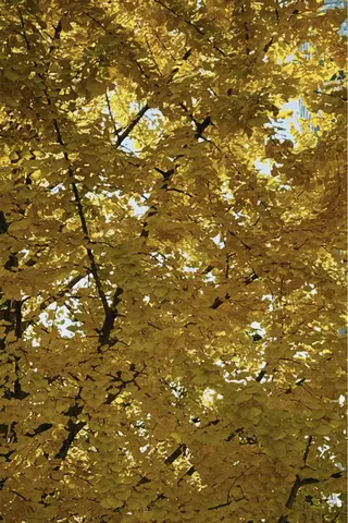 ショート パーマ ヘアアレンジ メンズ CHIC share salon所属・ちこ .のヘアスタイル