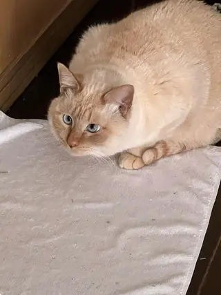 reto所属・宮地 崇文のヘアスタイル