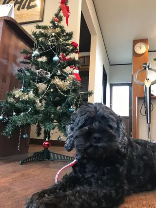 ショート カラー パーマ ヘアアレンジ メンズ キッズ ICHIE hair studio所属・ICHIE hair Sのヘアスタイル