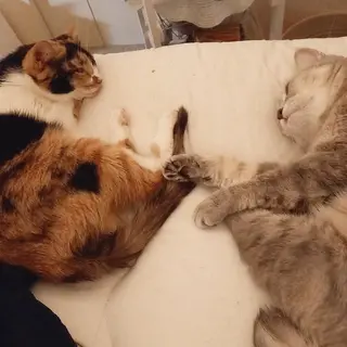 salon de Princess所属・salon de  Princessのネイルデザイン