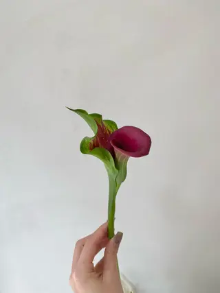 キッズ 🪻花屋併設🪻秀島 有紀のヘアスタイル