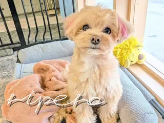 ripero所属・ripero   のエステ・リラクイメージ