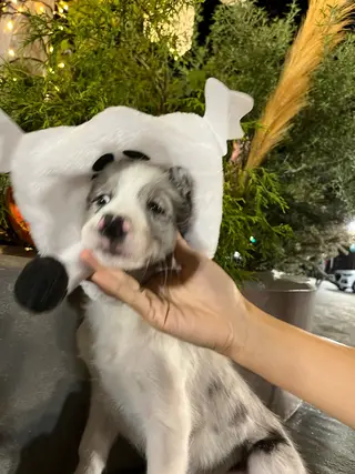 ネイル Lélia nail Himariのネイルデザイン