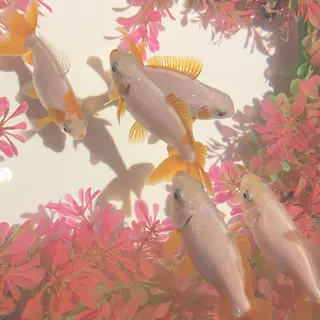 Plaatje所属・Plaatje💐 ゆずはのヘアスタイル