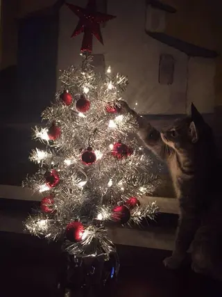 マツエク・マツパ eyelist. mizuki🐈‍⬛のマツエク・マツパデザイン