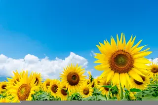 マツエク・マツパ 直井 望のマツエク・マツパデザイン