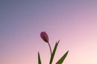 🌼二本柳 🌼のヘアスタイル