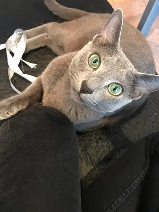 ショート カラー パーマ ヘアアレンジ メンズ キッズ ネイル マツエク・マツパ アニメ,Vオタク× 即効痩せエステサロンのエステ・リラクイメージ