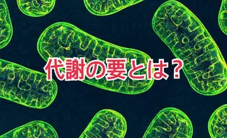 ショート カラー パーマ ヘアアレンジ メンズ キッズ ネイル マツエク・マツパ ‍痩身＆ボディ 結果出し🌟丹野のエステ・リラクイメージ