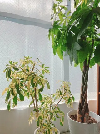 retreat リトリートのマツエク・マツパデザイン