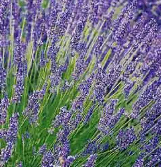 癒し空間 もふもふのエステ・リラクイメージ