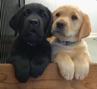 ショート カラー パーマ ヘアアレンジ ◆感動口コミ/最小顔 理論カット◆森口 峻のヘアスタイル