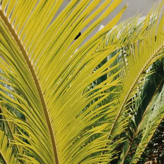 ハナネイル所属・橋本 みなみのネイルデザイン