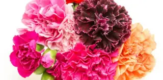 田中 実咲のヘアスタイル