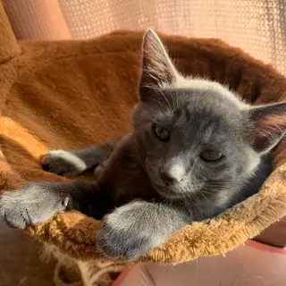 ネイル NailSpace 猫のいるネイルサロンのネイルデザイン