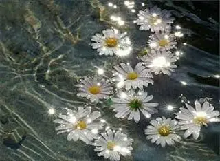 🌼二本柳 🌼のヘアスタイル