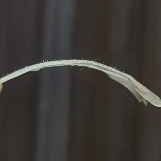 ワックスのお家サロン Rimmelのエステ・リラクイメージ