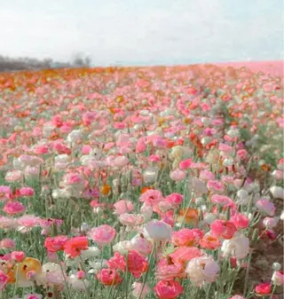 Palum Airiのその他イメージ