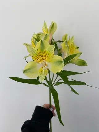 🌻花屋併設🌻濱 幸帆のヘアスタイル