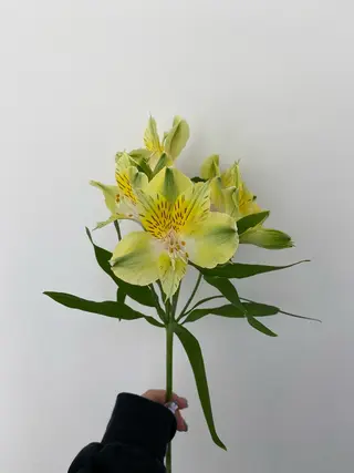 🌻花屋併設🌻濱 幸帆のヘアスタイル