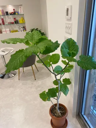 total beauty salon ROWL所属・高橋 敦子のエステ・リラクイメージ