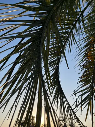 マツエク・マツパ NOA 🏝🌞のマツエク・マツパデザイン