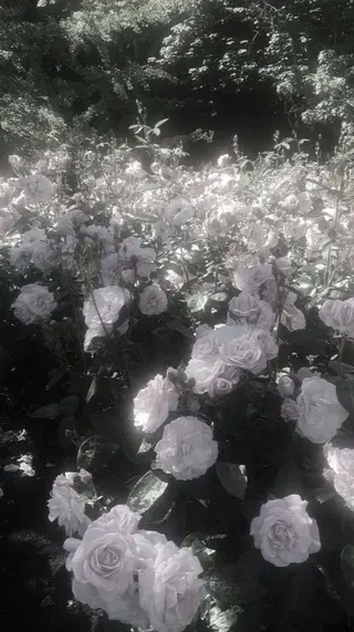 マツエク・マツパ 🩶バインドロック まつパ🩶由佳の眉毛・アイブロウイメージ