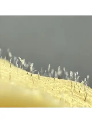 プライベートビューティーサロンメリア所属・ビューティーサロン meriaのネイルデザイン