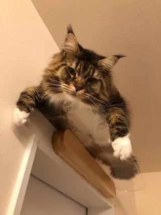 SBHメディカル美容サロン所属・🐱美容鍼・整体 SBHメディカル👍のエステ・リラクイメージ