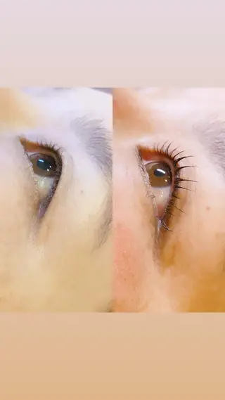 マツエク・マツパ ロニセラ アイラッシュのマツエク・マツパデザイン