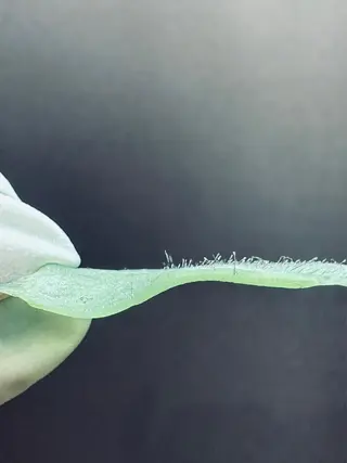 KOHOLA -ワックス脱毛専門-のエステ・リラクイメージ