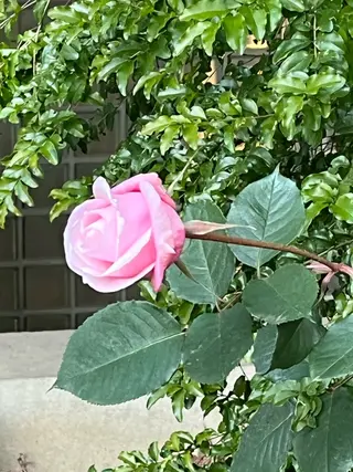 小鴨 美佳のヘアスタイル