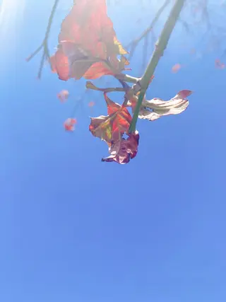 高田馬場店 /ゆづのヘアスタイル