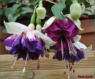 nail atelier  new moon所属・デザイン可愛いサロン new moonのネイルデザイン