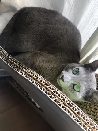 セミロング カラー パーマ ヘアアレンジ メンズ キッズ ネイル マツエク・マツパ アニメ,Vオタク× 即効痩せエステサロンのエステ・リラクイメージ