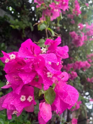 マツエク・マツパ NOA 🏝🌞のマツエク・マツパデザイン