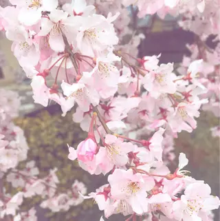 As hair所属・柔らか垢抜けｶﾗｰと ｶｯﾄ🫧ASUKAのヘアスタイル