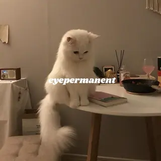 アイブロウ mona 🎀韓国まつパ/眉毛のマツエク・マツパデザイン